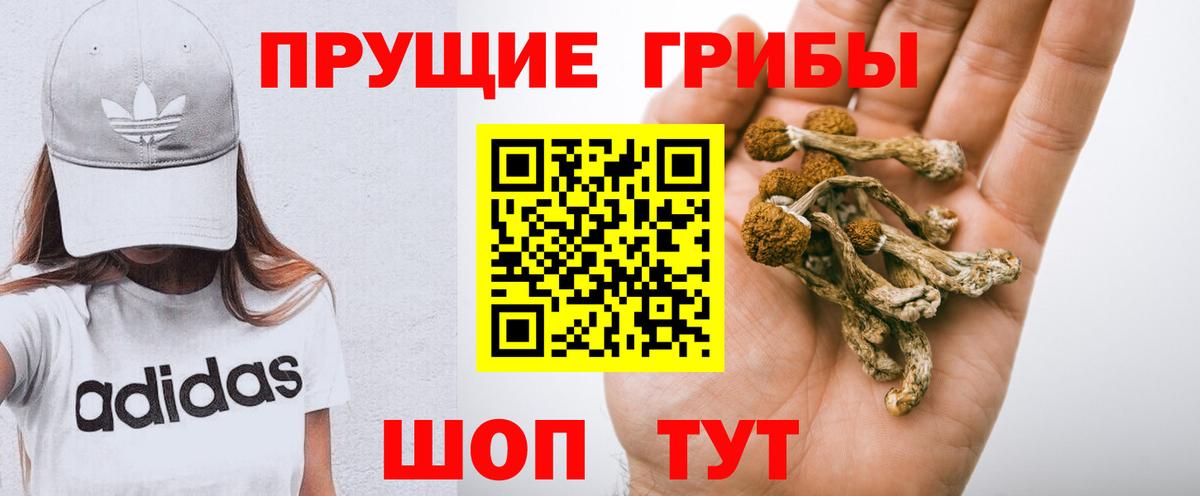 Наро-Фоминск  Галлюциногенные грибы Psilocybine cubensis  Вход с VPN 